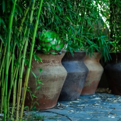 Bambou en pot